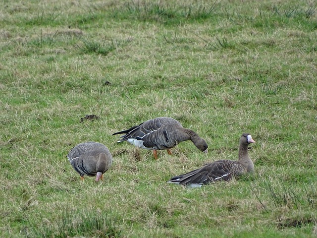 拉卡泽特回到酋长球场，观看并解说枪手对阵拜仁的比赛